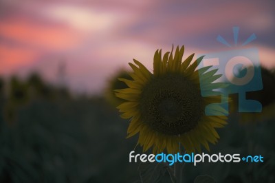 Sunflowers In A Field In The Afternoon Stock Photo