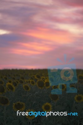 Sunflowers In A Field In The Afternoon Stock Photo