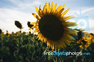 Sunflowers In A Field In The Afternoon Stock Photo