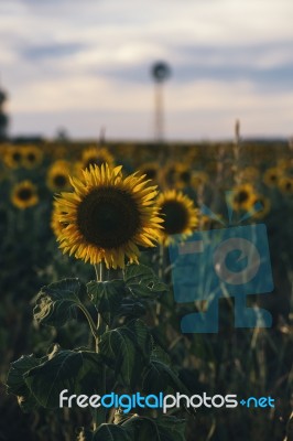 Sunflowers In A Field In The Afternoon Stock Photo