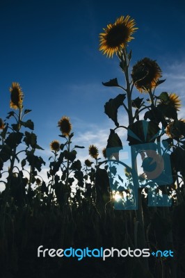 Sunflowers In A Field In The Afternoon Stock Photo