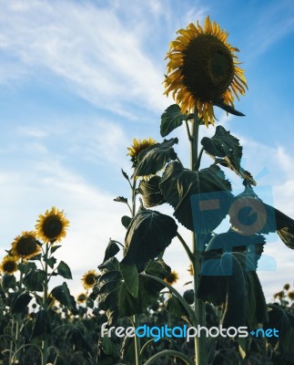 Sunflowers In A Field In The Afternoon Stock Photo