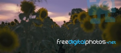 Sunflowers In A Field In The Afternoon Stock Photo