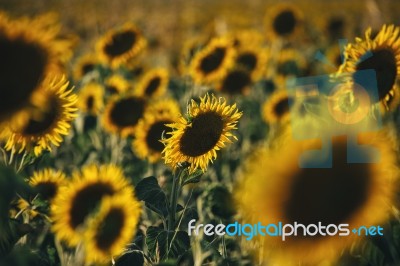 Sunflowers In A Field In The Afternoon Stock Photo