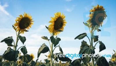 Sunflowers In A Field In The Afternoon Stock Photo