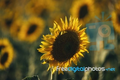 Sunflowers In A Field In The Afternoon Stock Photo