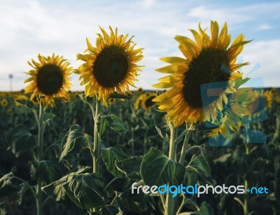 Sunflowers In A Field In The Afternoon Stock Photo