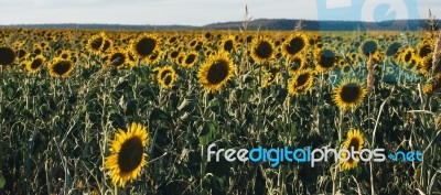 Sunflowers In A Field In The Afternoon Stock Photo