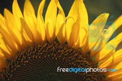 Sunflowers In A Field In The Afternoon Stock Photo