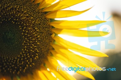 Sunflowers In A Field In The Afternoon Stock Photo