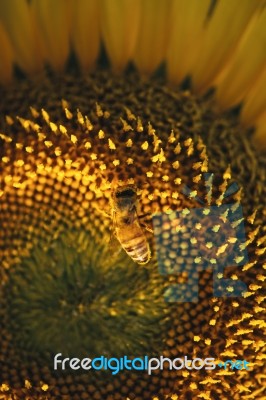 Sunflowers In A Field In The Afternoon Stock Photo