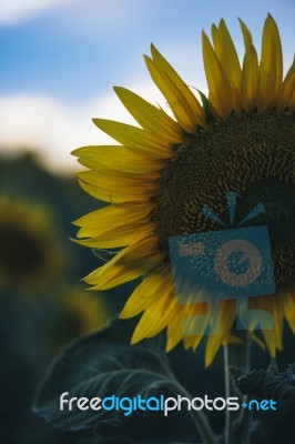 Sunflowers In A Field In The Afternoon Stock Photo