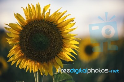 Sunflowers In A Field In The Afternoon Stock Photo