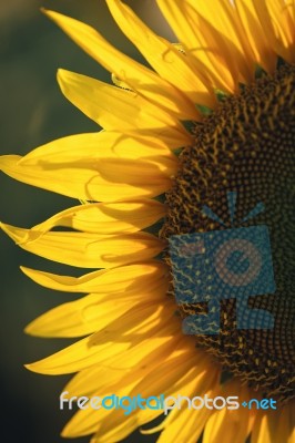 Sunflowers In A Field In The Afternoon Stock Photo