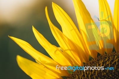 Sunflowers In A Field In The Afternoon Stock Photo