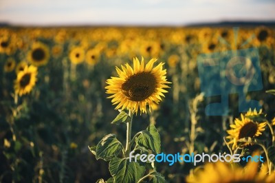 Sunflowers In A Field In The Afternoon Stock Photo