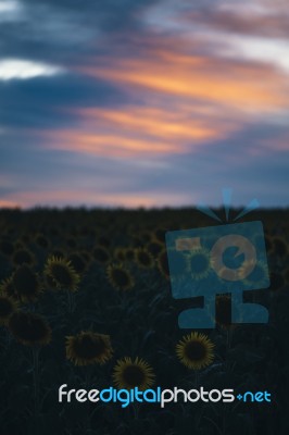 Sunflowers In A Field In The Afternoon Stock Photo