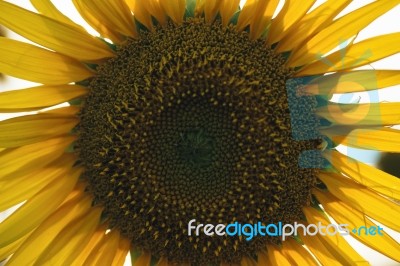 Sunflowers In A Field In The Afternoon Stock Photo