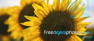 Sunflowers In A Field In The Afternoon Stock Photo