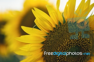 Sunflowers In A Field In The Afternoon Stock Photo