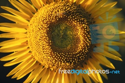 Sunflowers In A Field In The Afternoon Stock Photo