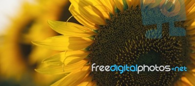 Sunflowers In A Field In The Afternoon Stock Photo