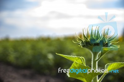 Sunflowers In Thailand Stock Photo