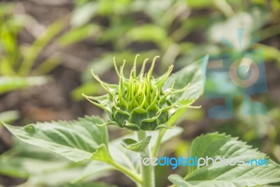 Sunflowers In Thailand Stock Photo