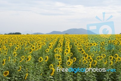 Sunflowers In Thailand Stock Photo