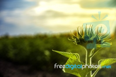 Sunflowers In Thailand Stock Photo