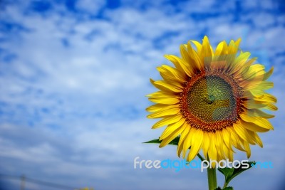 Sunflowers In Thailand Stock Photo