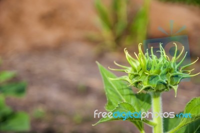 Sunflowers In Thailand Stock Photo