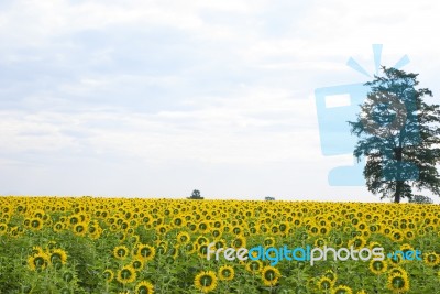 Sunflowers In Thailand Stock Photo