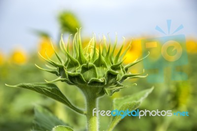 Sunflowers In Thailand Stock Photo