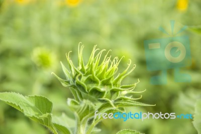 Sunflowers In Thailand Stock Photo