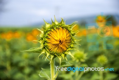 Sunflowers In Thailand Stock Photo