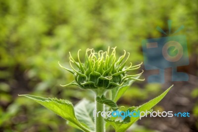 Sunflowers In Thailand Stock Photo