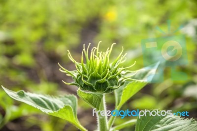 Sunflowers In Thailand Stock Photo