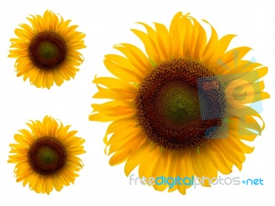 Sunflowers Isolated On White Background, Unseen Thailand Flowers… Stock Photo