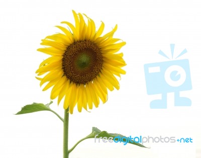 Sunflowers On White Background Stock Photo