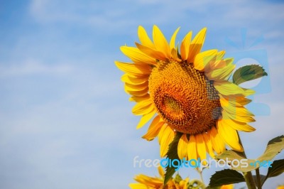 Sunflowers With Blue Sky Stock Photo