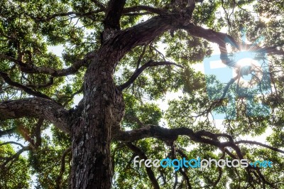 Sunlight Through The Tree Stock Photo