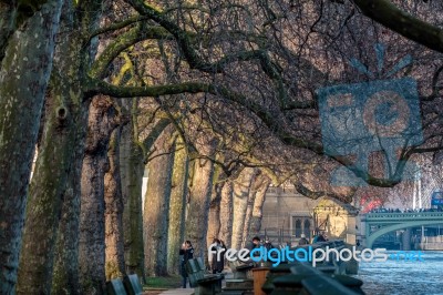 Sunlit London Plane Trees Next To The Houses Of Parliament Stock Photo