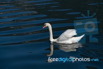 Sunlit Mute Swan On Lake Hallstatt Stock Photo