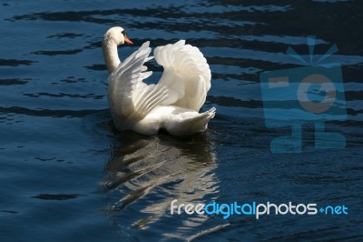 Sunlit Mute Swan On Lake Hallstatt Stock Photo