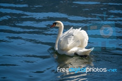 Sunlit Mute Swan On Lake Hallstatt Stock Photo