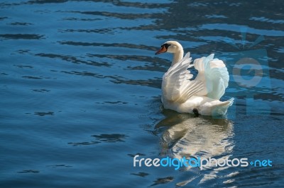 Sunlit Mute Swan On Lake Hallstatt Stock Photo