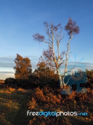 Sunlit Silver Birch Tree In The Ashdown Forest Stock Photo