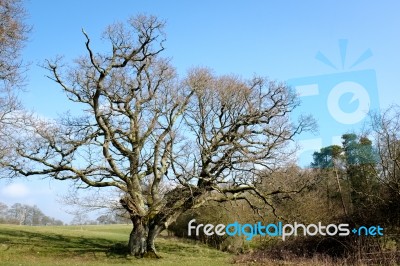 Sunlit Tree With Twisted Branches In West Grinstead Stock Photo