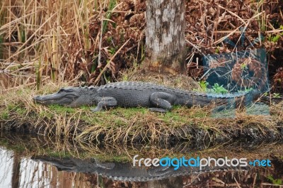 Sunning Alligator Stock Photo